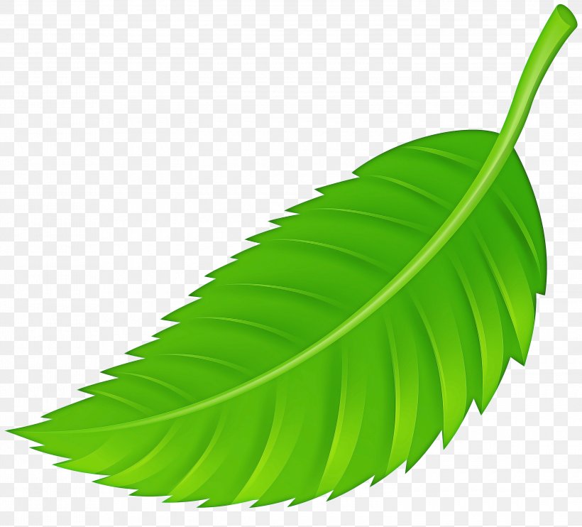 Simple leaf illustration isolated on white background. Hand drawn vector  clipart. Botanical doodle for print, web, design, decor, logo. 7023142  Vector Art at Vecteezy