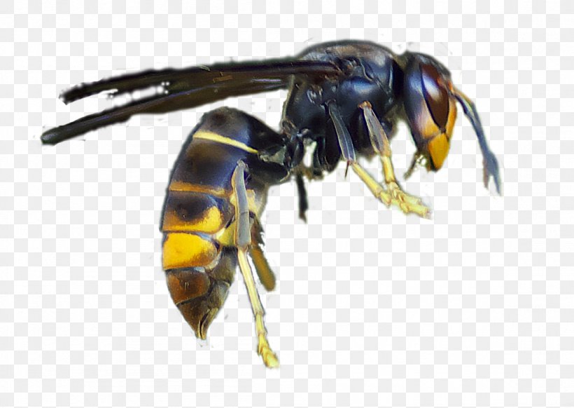 Honey Bee Asian Hornet Asian Giant Hornet Wasp, PNG, 1152x819px, Bee, Arthropod, Asian Giant Hornet, Asian Hornet, Beekeeping Download Free