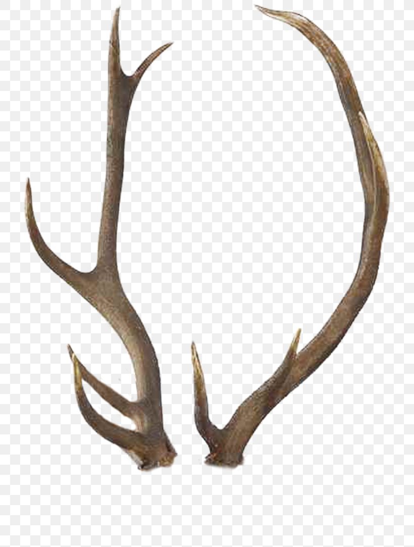 Reindeer Antler Elk White-tailed Deer, PNG, 737x1083px, Reindeer, Animal Product, Antler, Deer, Deviantart Download Free