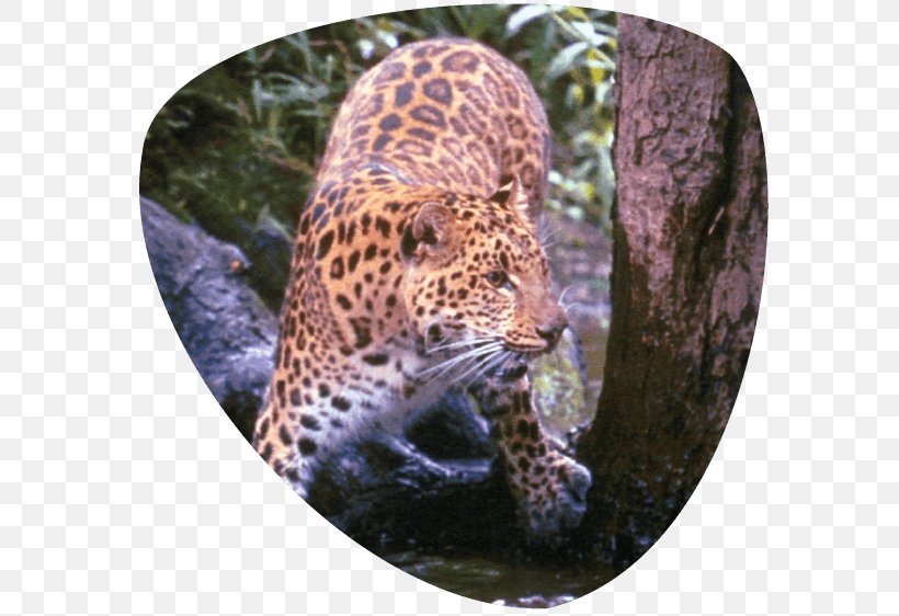 Leopard Great Cats World Park Jaguar Cheetah Whiskers, PNG, 583x562px, Leopard, Animal, Big Cat, Big Cats, Carnivoran Download Free