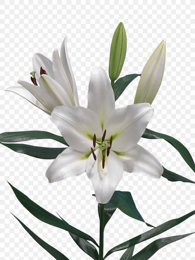 Lilium Jankae Liliaceae Cut Flowers Plant, PNG, 1200x1600px, Lilium, Bud, Bulb, Cut Flowers, Flower Download Free