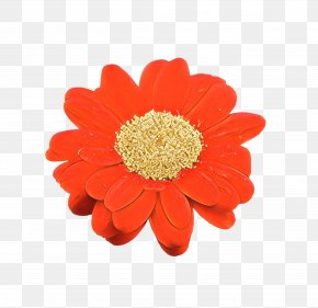Transvaal Daisy Chrysanthemum Cut Flowers Petal PNG
