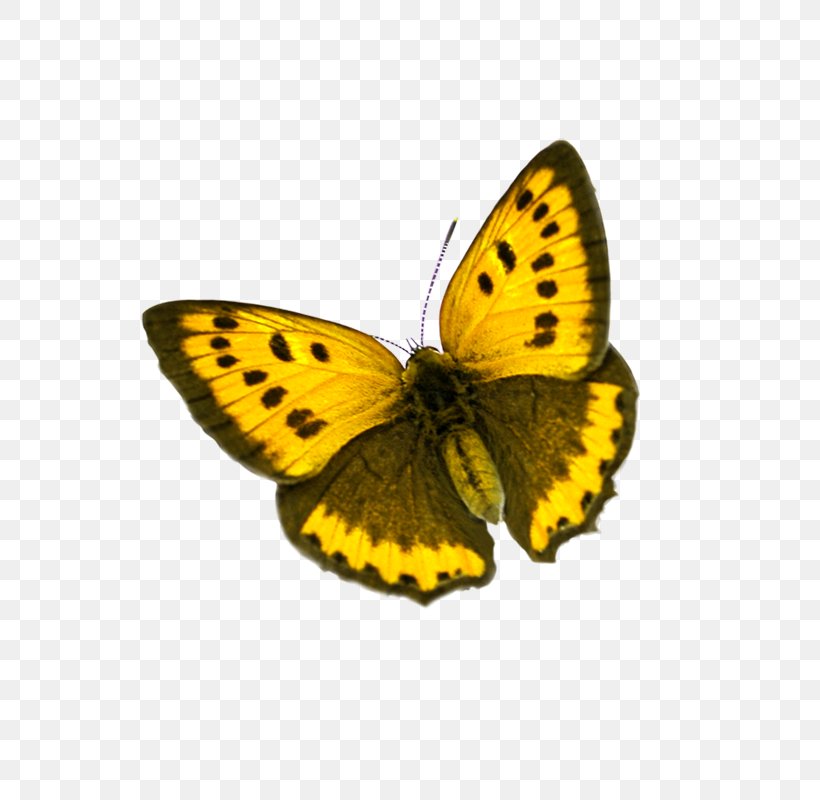 Butterfly Colias Icon, PNG, 600x800px, Butterfly, Arthropod, Brush Footed Butterfly, Colias, Color Download Free