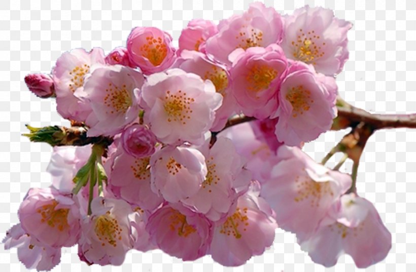 Cherry Blossom Clip Art, PNG, 1041x682px, Blossom, Blog, Branch, Cherry, Cherry Blossom Download Free