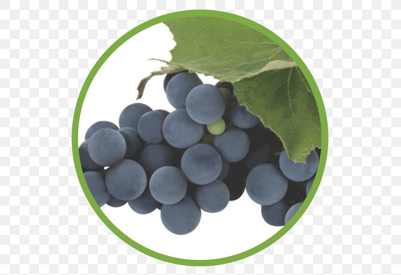 Concord Grape Food Seedless Fruit Grapevines, PNG, 562x562px, Grape, Apple, Concord Grape, Cranberry, Food Download Free