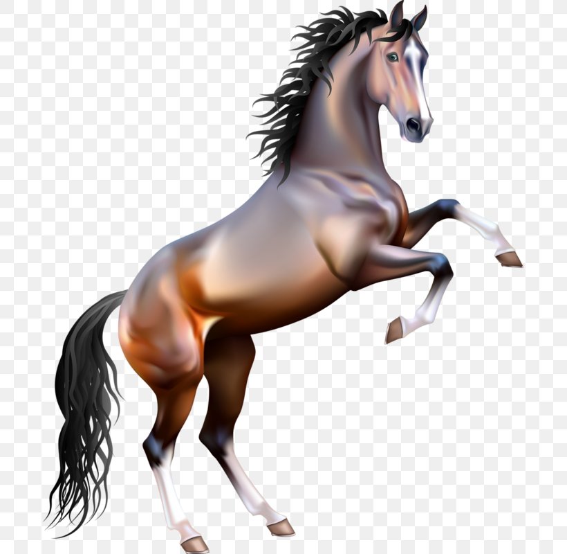 Mustang Rearing Arabian Horse Clip Art, PNG, 695x800px, Mustang, Arabian Horse, Bay, Black, Bridle Download Free