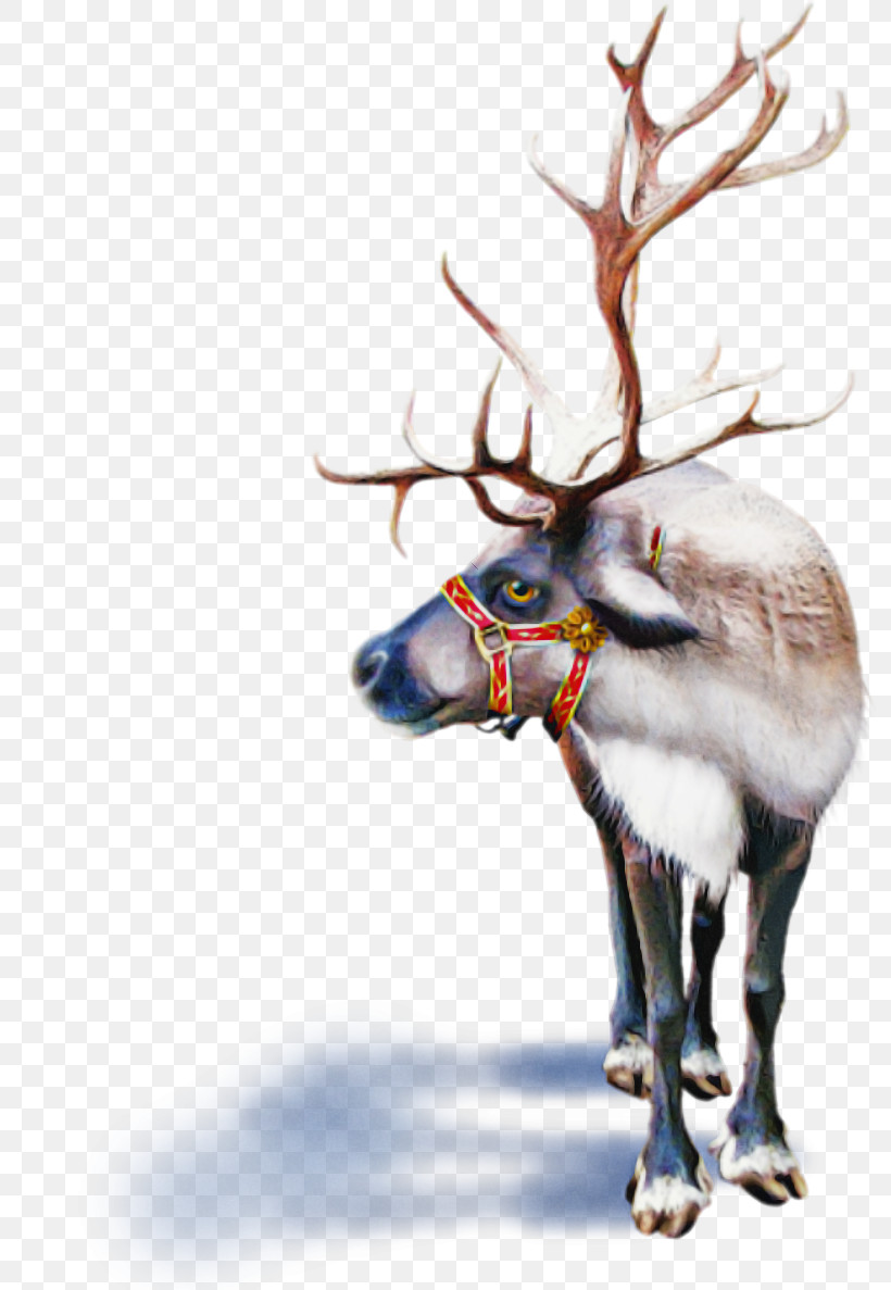 Reindeer, PNG, 800x1187px, Reindeer, Antler, Barren Ground Caribou, Deer, Elk Download Free