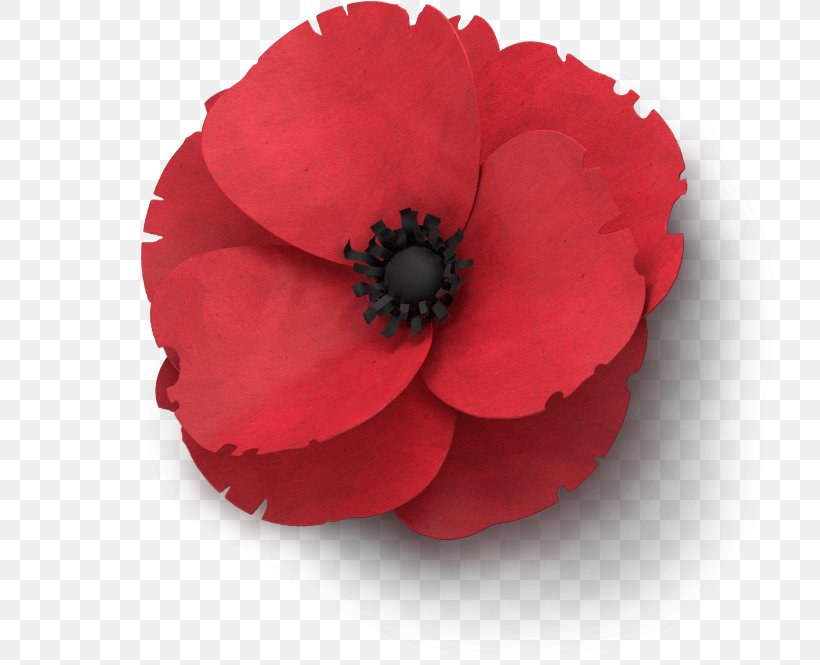 Remembrance Poppy Flower In Flanders Fields Armistice Day, PNG, 750x665px, Poppy, Armistice Day, Common Poppy, Coquelicot, Flower Download Free