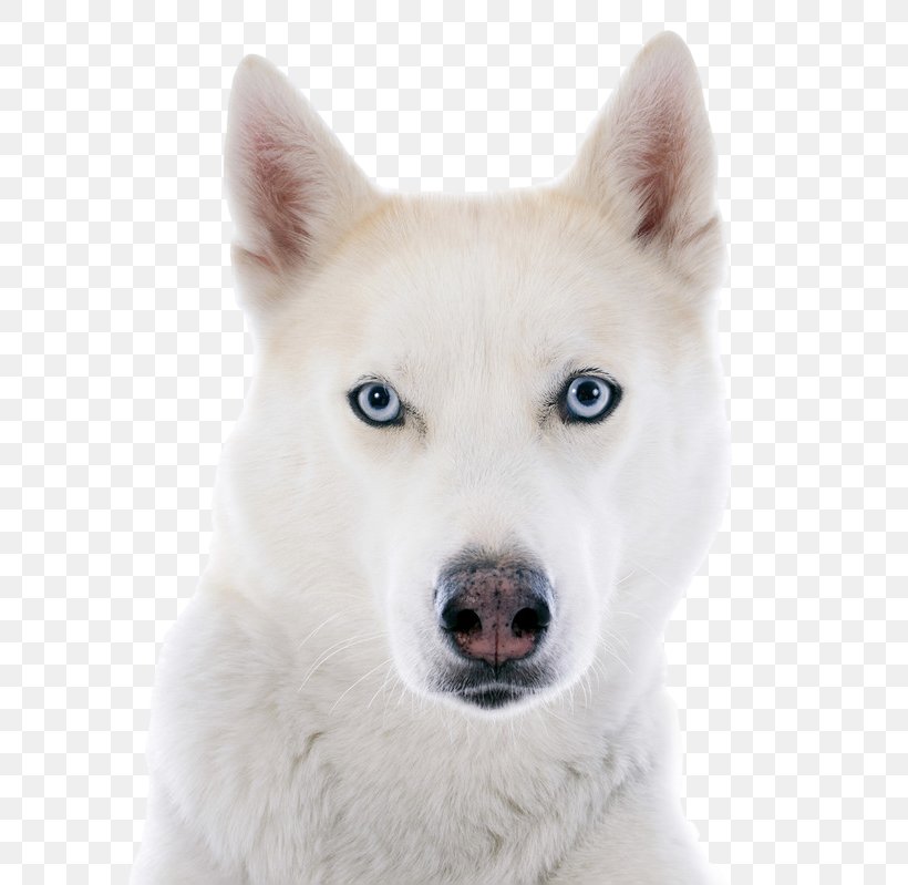 Siberian Husky Puppy Siberian Cat, PNG, 800x799px, Siberian Husky, Alaskan Klee Kai, Ancient Dog Breeds, Animal, Canaan Dog Download Free