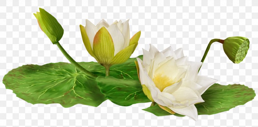 Water Lily Clip Art, PNG, 2000x987px, Water Lily, Bud, Cut Flowers, Dia, Flower Download Free