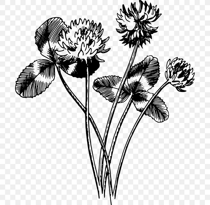 Black And White Drawing White Clover Four-leaf Clover, PNG, 703x800px, Black And White, Anemone, Art, Clover, Cut Flowers Download Free