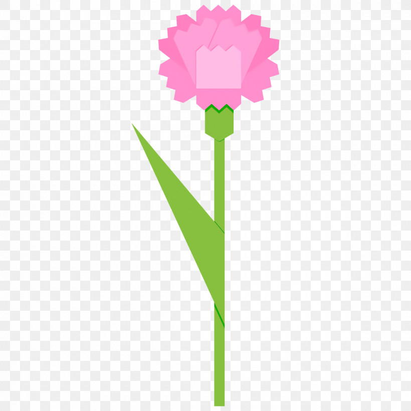 Carnation Flower, PNG, 1200x1200px, Carnation, Cut Flowers, Flower, Pink, Plant Download Free