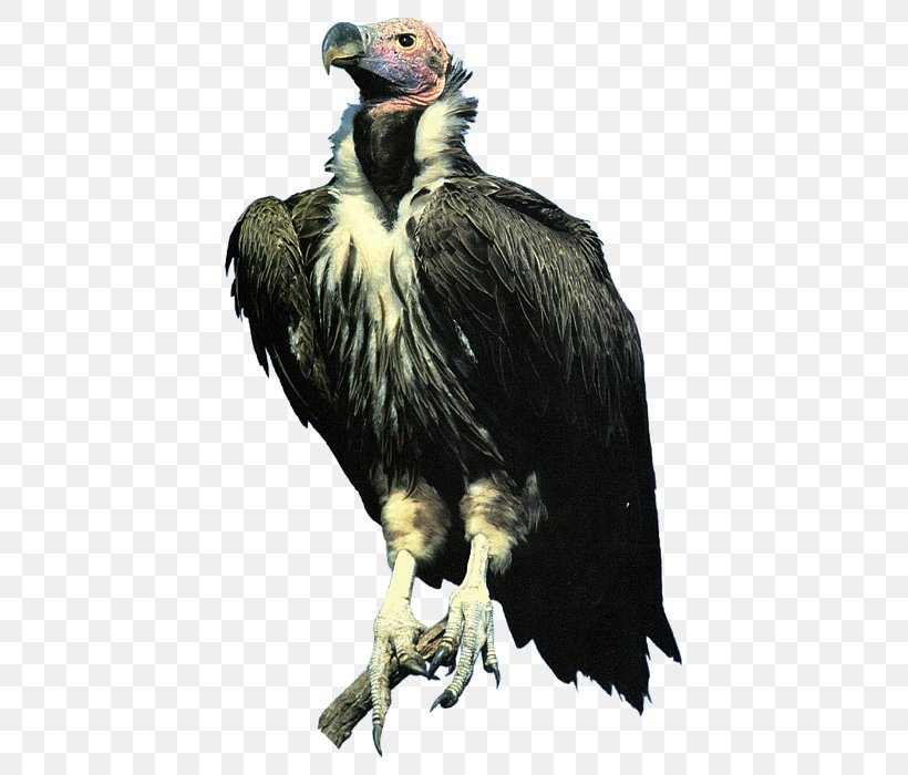 Condor Bald Eagle Lappet-faced Vulture, PNG, 525x700px, Condor, Accipitriformes, Bald Eagle, Beak, Bird Download Free