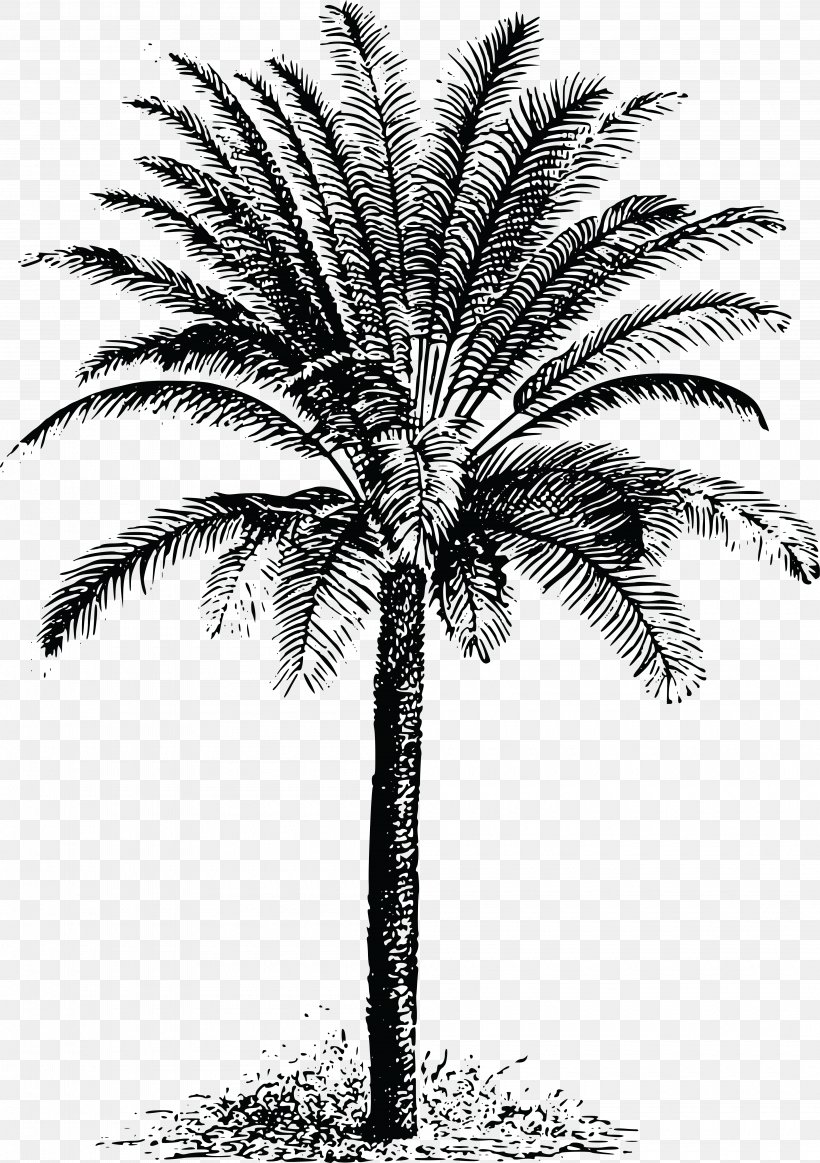 Cycad Drawing Clip Art, PNG, 4000x5676px, Cycad, Arecaceae, Arecales, Attalea Speciosa, Black And White Download Free