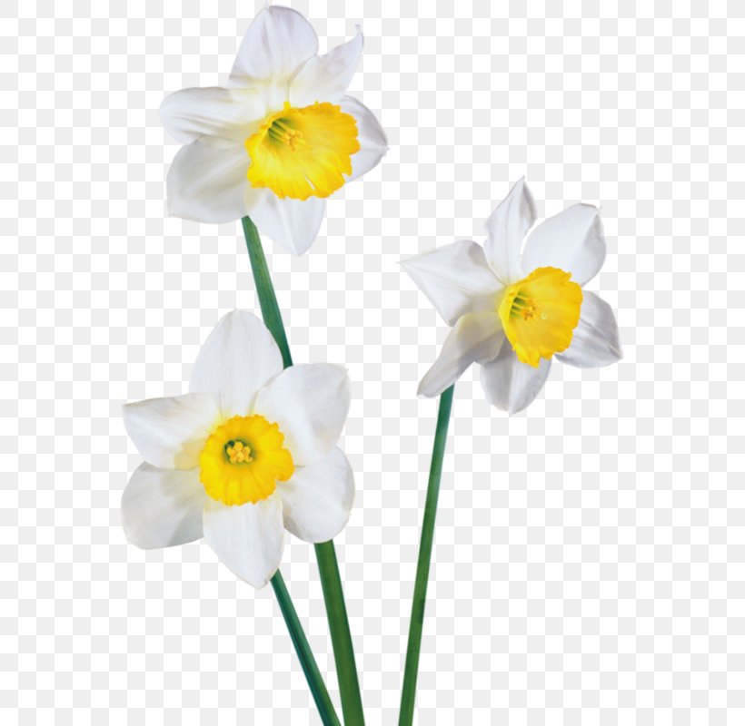 Daffodil Clip Art, PNG, 556x800px, Daffodil, Amaryllis Family, Computer Graphics, Cut Flowers, Digital Image Download Free
