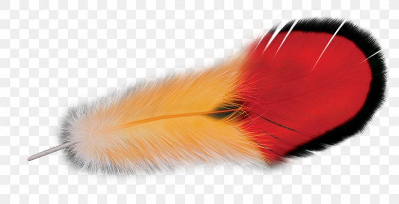 Feather, PNG, 1516x778px, Feather, Orange Download Free