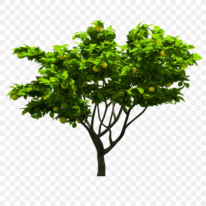 Fruit Tree Vector Graphics Clip Art, PNG, 1020x1020px, Tree, Branch, Flower, Flowering Plant, Fruit Tree Download Free