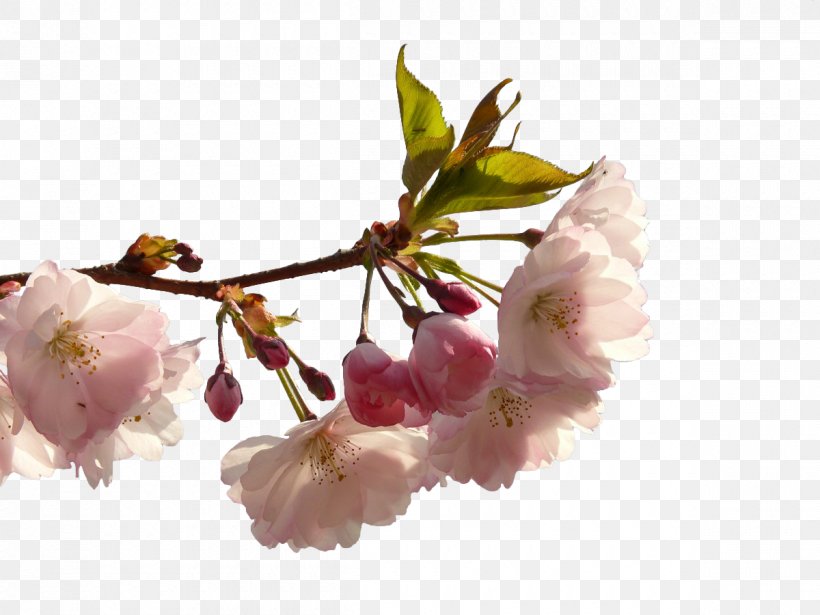 Prunus Serrulata Cerasus Cherry Blossom, PNG, 1200x900px, Prunus Serrulata, Blossom, Branch, Cerasus, Cherry Download Free