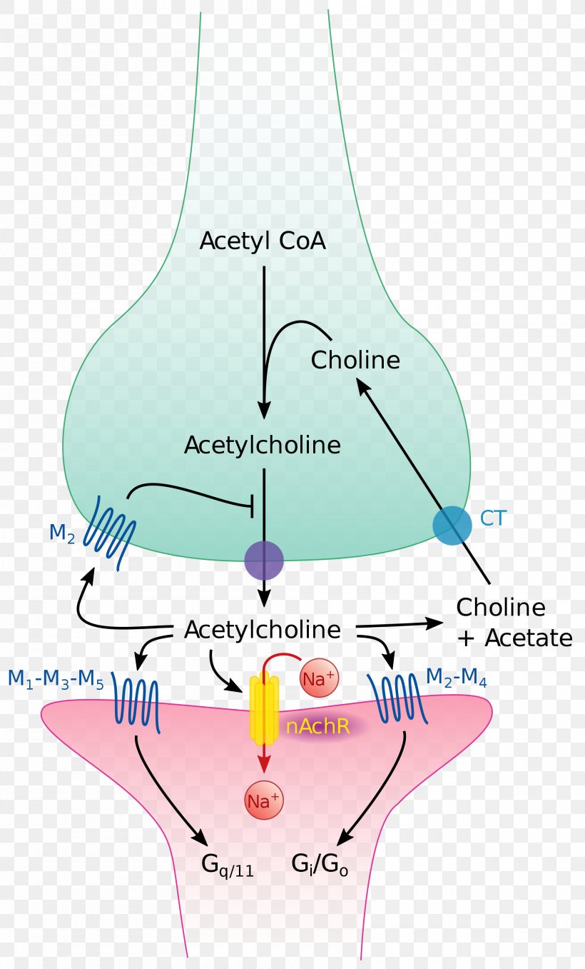 The Cholinergic Synapse Acetylcholine Neurotransmitter, PNG