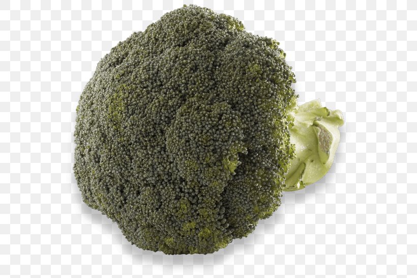 Broccoli, PNG, 580x546px, Broccoli, Leaf Vegetable, Superfood Download Free