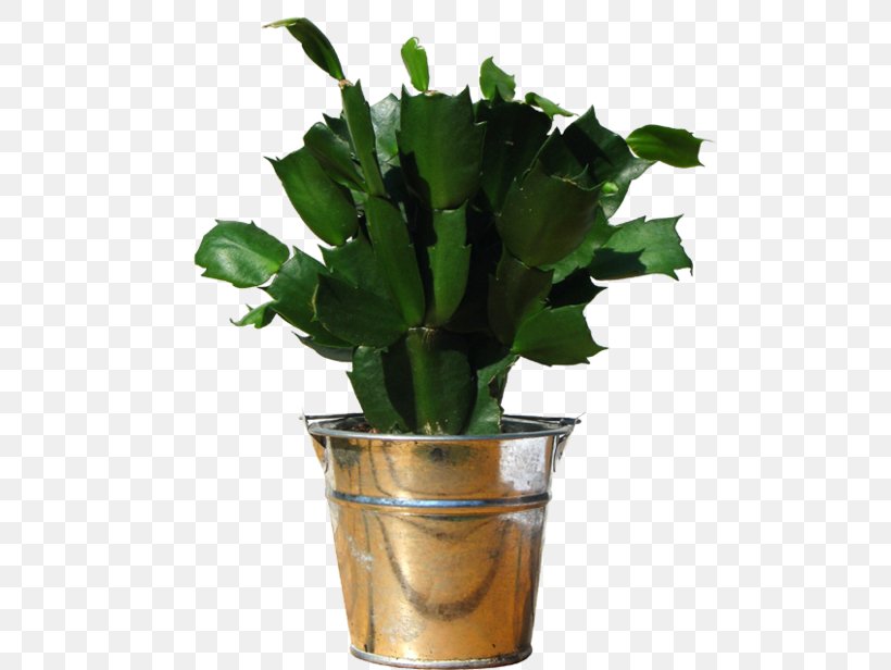 Houseplant Flowerpot Tradescantia Sillamontana Wandering Jew, PNG, 500x616px, Houseplant, Cactus, Flowerpot, Garden, Gardening Download Free