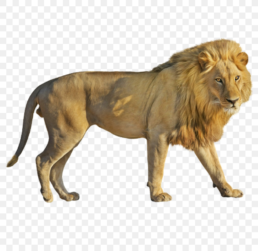 Lion Wildlife Animal Figure Masai Lion Roar, PNG, 800x800px, Lion, Animal Figure, Masai Lion, Roar, Wildlife Download Free