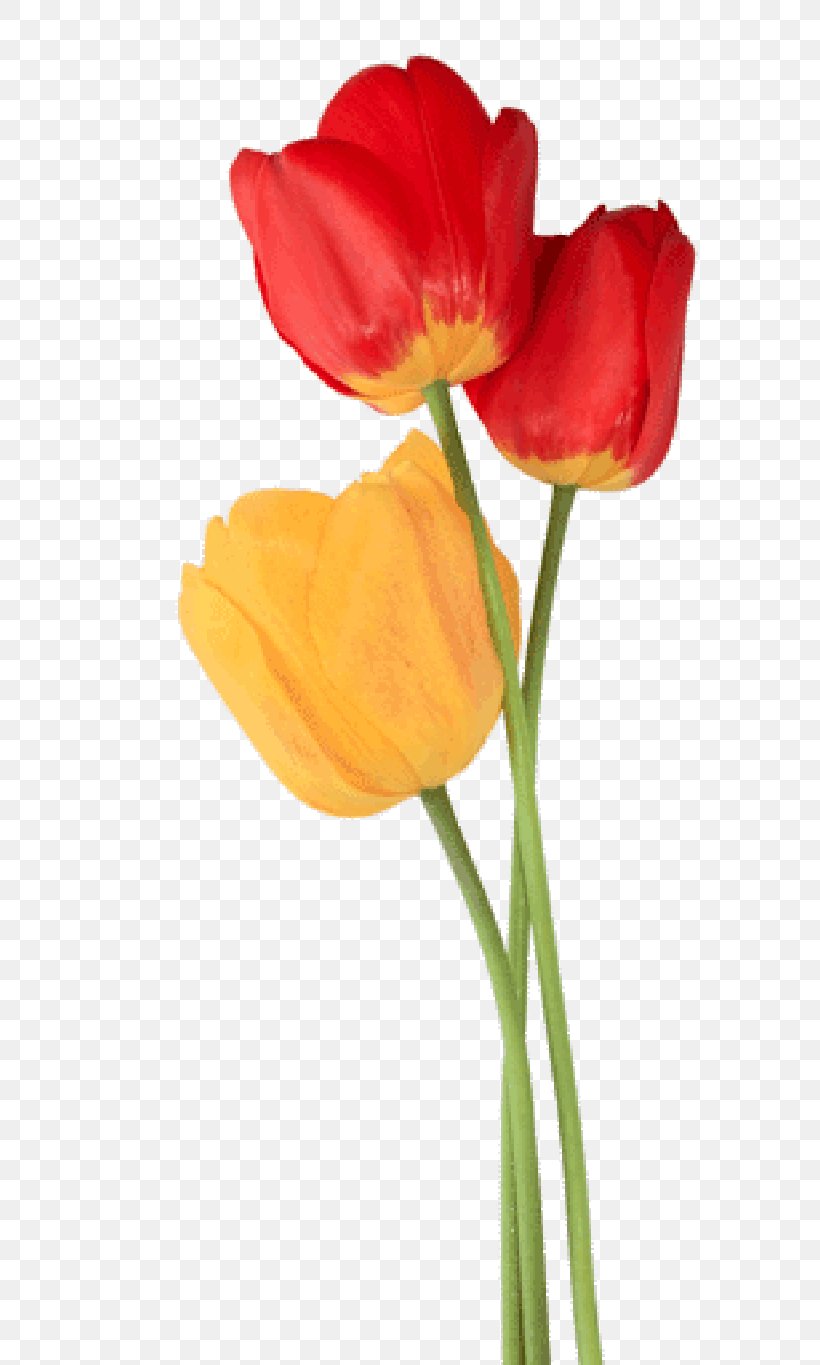 Tulip Clip Art, PNG, 800x1365px, Tulip, Bud, Coquelicot, Cut Flowers, Digital Image Download Free