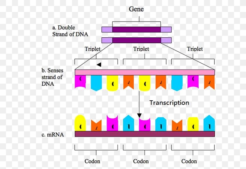Codon DNA Genetic Code Biology Transcription, PNG, 636x566px, Watercolor, Cartoon, Flower, Frame, Heart Download Free
