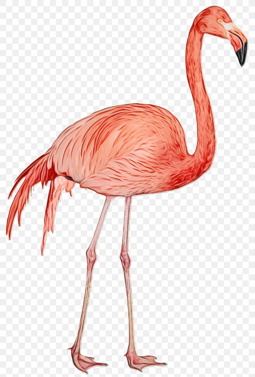 Flamingo, PNG, 800x1210px, Watercolor, Flamingo, Greater Flamingo, Paint, Watercolor Painting Download Free