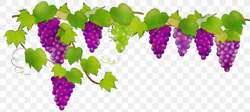 Grape Leaf Flower Purple Grapevine Family, PNG, 1200x541px, Watercolor, Flower, Grape, Grape Leaves, Grapevine Family Download Free