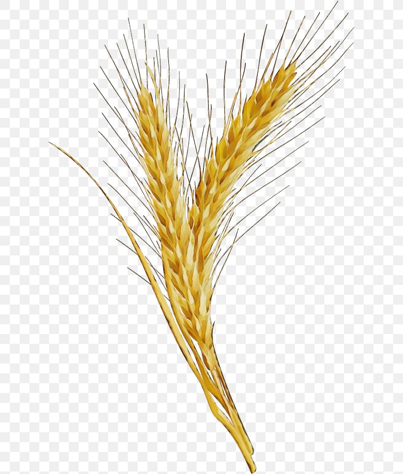 Wheat, PNG, 624x965px, Watercolor, Food Grain, Grass Family, Hordeum, Khorasan Wheat Download Free