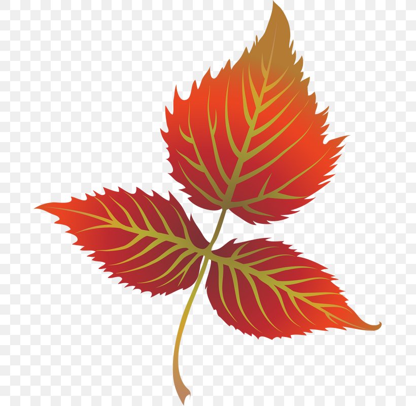 Autumn Leaf Color Clip Art, PNG, 687x800px, Autumn Leaf Color, Art, Autumn, Flower, Flowering Plant Download Free