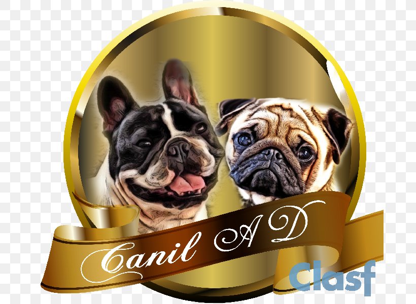 French Bulldog Pug Puppy Dog Breed, PNG, 692x600px, French Bulldog, Breed, Bulldog, Carnivoran, Dog Download Free