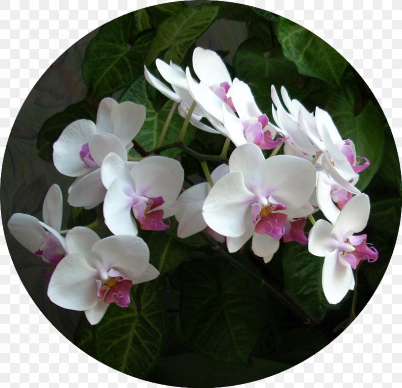Moth Orchids, PNG, 829x800px, Moth Orchids, Flower, Flowering Plant, Moth Orchid, Orchid Download Free