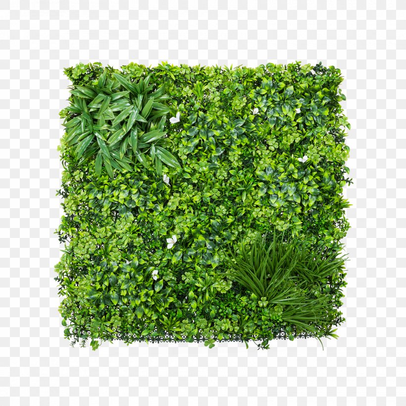 Parsley Shrub, PNG, 1600x1600px, Parsley, Grass, Herb, Leaf Vegetable, Plant Download Free