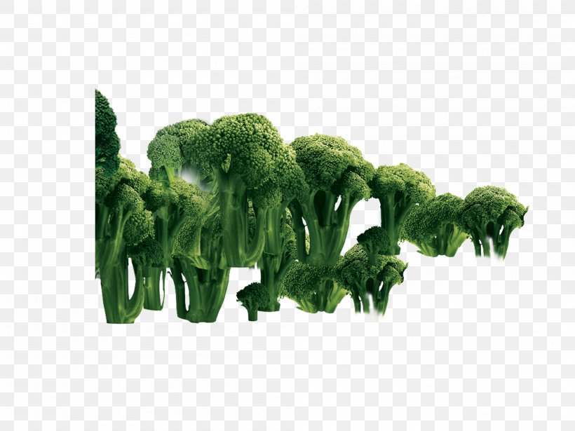 Broccoli Vegetable, PNG, 2000x1500px, Broccoli, Cauliflower, Designer, Flowerpot, Grass Download Free