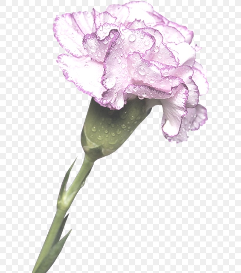 Carnation Cut Flowers Clip Art, PNG, 607x927px, Carnation, Cut Flowers, Dianthus, Flora, Floral Design Download Free