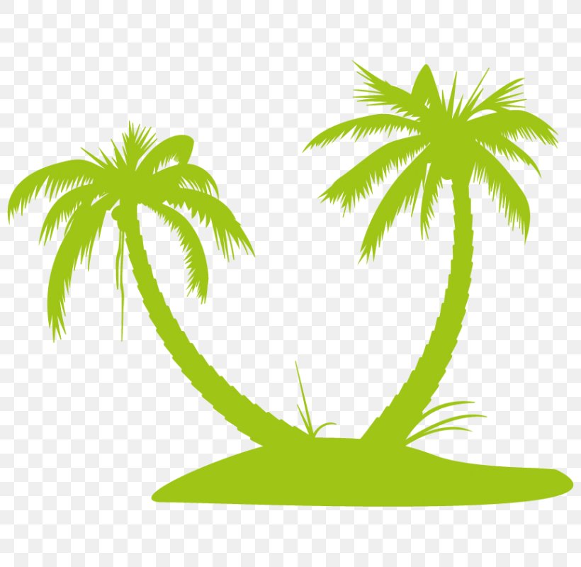 Palm Trees Clip Art Vector Graphics Coconut Image, PNG, 800x800px, Palm Trees, Arecales, Asian Palmyra Palm, Coconut, Diagram Download Free