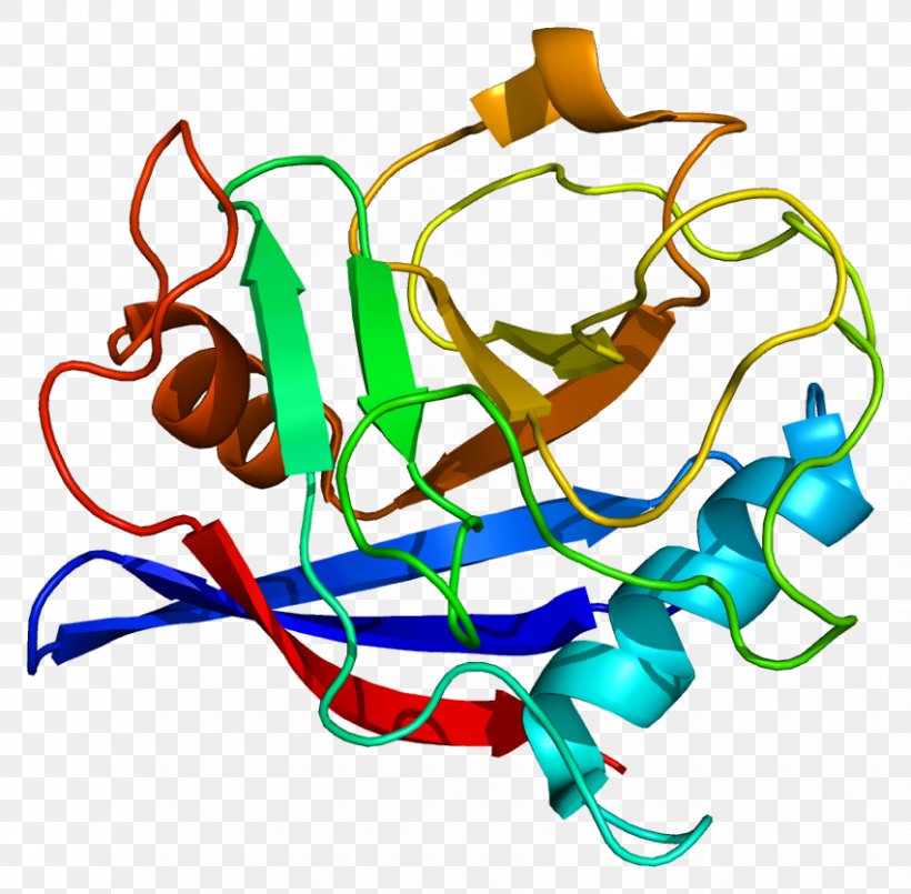 PPIE Wikipedia Peptidylprolyl Isomerase E (cyclophilin E) Protein, PNG, 851x836px, Watercolor, Cartoon, Flower, Frame, Heart Download Free