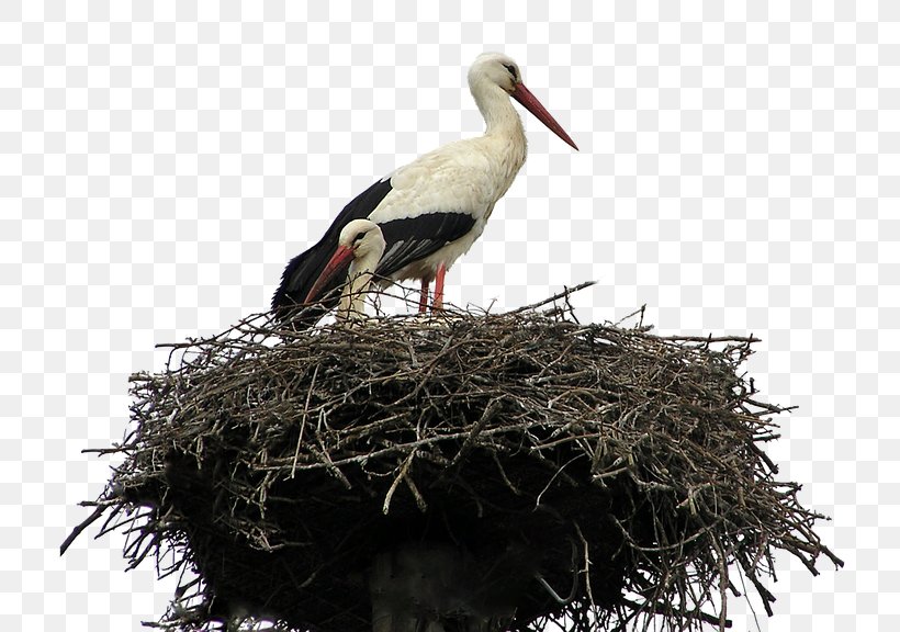 White Stork Bird Parrot Cockatiel, PNG, 772x576px, White Stork, Beak, Bird, Bird Flight, Bird Nest Download Free