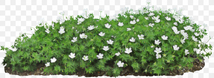 Flower Plant Groundcover Grass Shrub, PNG, 1478x540px, Flower, Grass, Groundcover, Plant, Shrub Download Free
