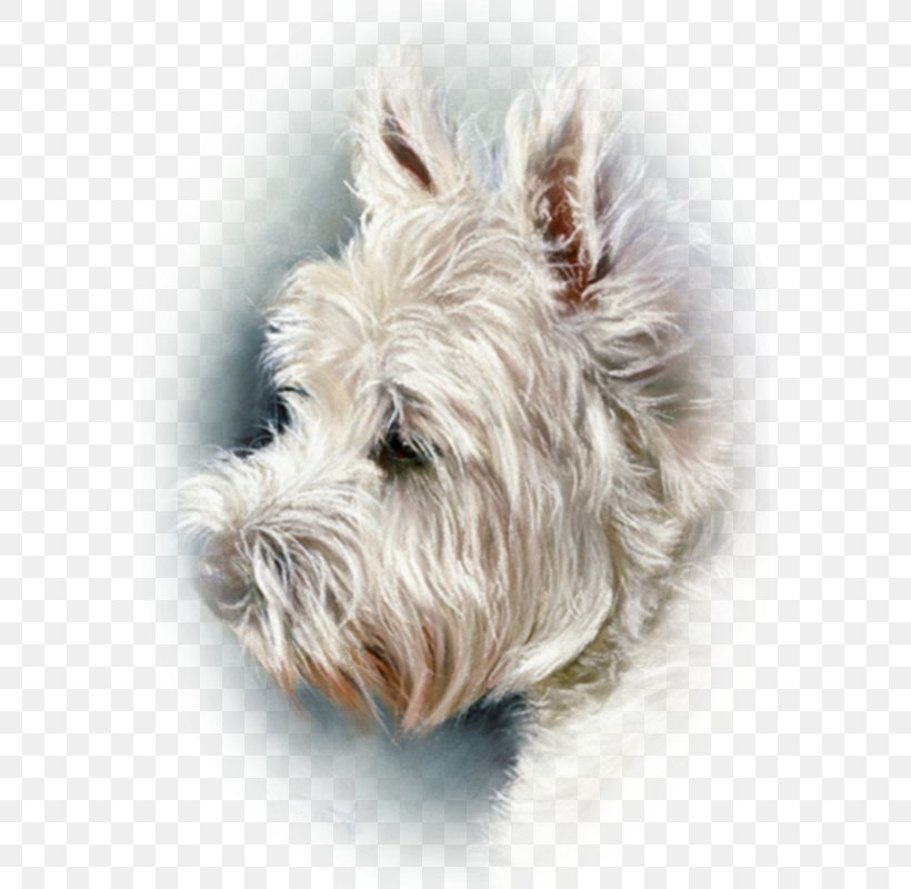 Glen West Highland White Terrier Cairn Terrier Scottish Terrier Soft-coated Wheaten Terrier, PNG, 566x800px, Glen, Cairn Terrier, Carnivoran, Companion Dog, Dog Download Free