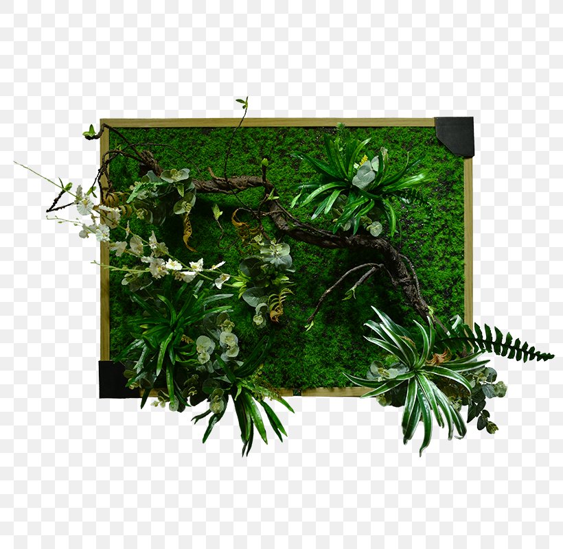 Green Flower, PNG, 800x800px, Flora, Anthurium, Fern, Flower, Green Download Free