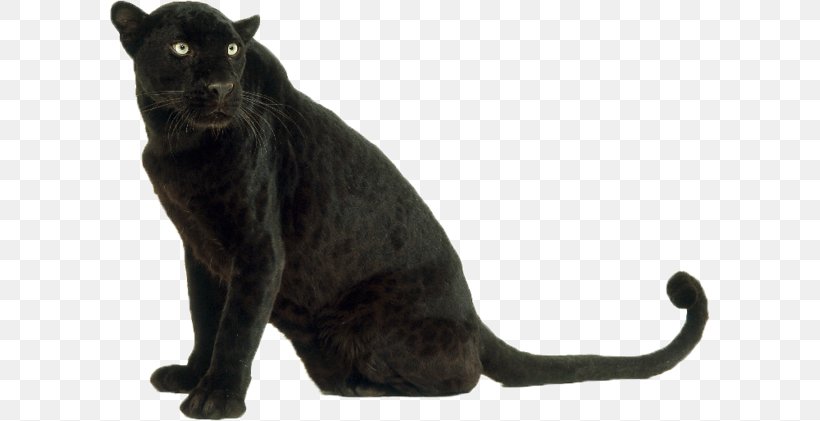 Leopard Panther Jaguar Cat Tiger, PNG, 600x421px, Leopard, Animal, Big Cats, Black, Black Cat Download Free