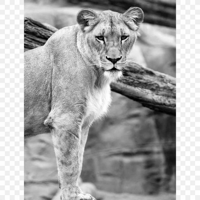 Lionhead Rabbit British Shorthair African Elephant, PNG, 1000x1000px, Lion, African Elephant, Animal, Big Cats, Black And White Download Free