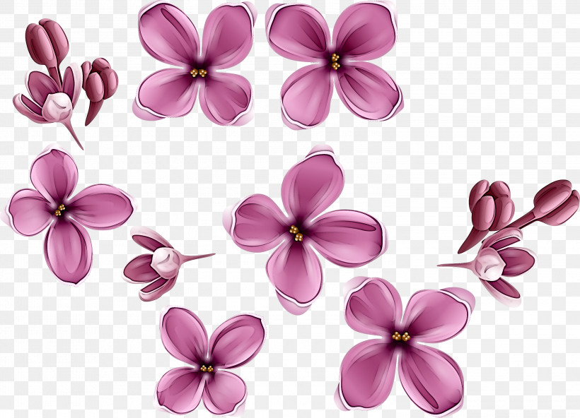 Petal Pink Flower Lilac Plant, PNG, 3000x2166px, Petal, Blossom, Cut Flowers, Flower, Impatiens Download Free