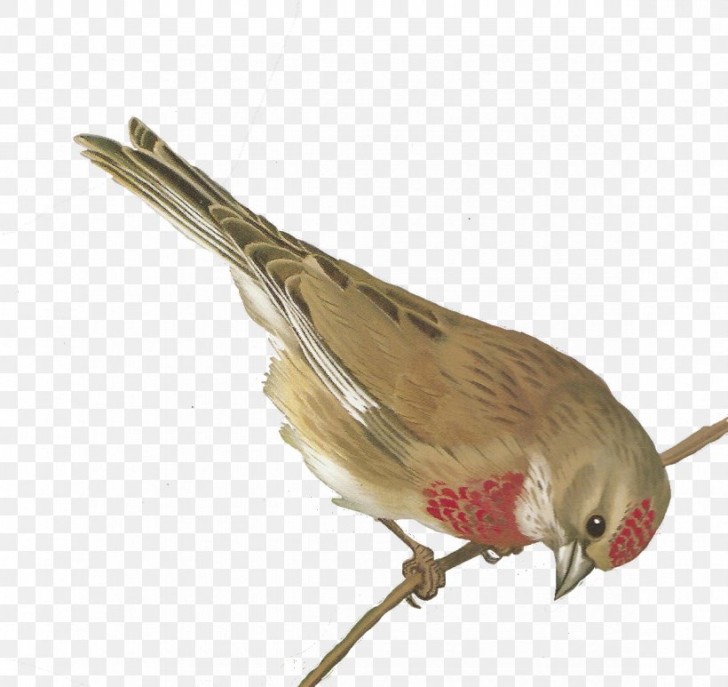 Bird European Greenfinch Clip Art, PNG, 1173x1106px, Bird, Art, Art Museum, Beak, Emberizidae Download Free