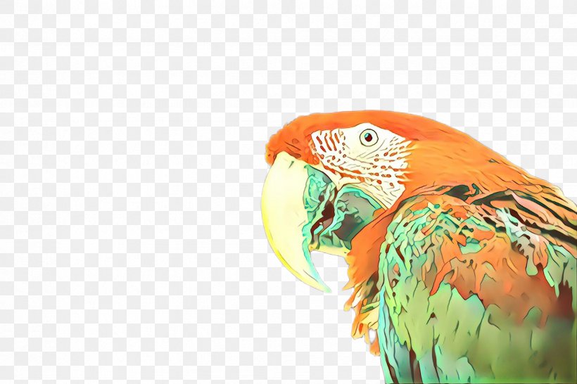 Bird Macaw Parrot Beak Parakeet, PNG, 2448x1632px, Cartoon, Beak, Bird, Budgie, Macaw Download Free