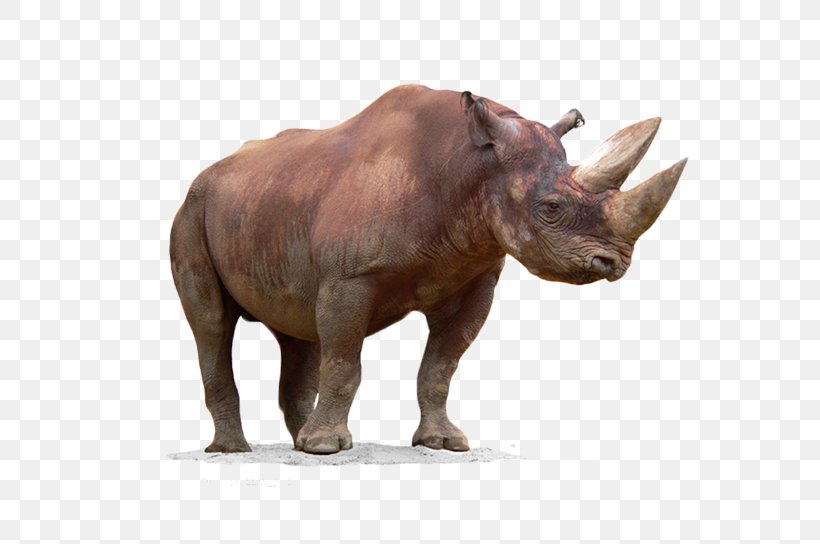 Black Rhinoceros Horn, PNG, 814x544px, Rhinoceros, Animal, Black Rhinoceros, Cattle Like Mammal, Fauna Download Free