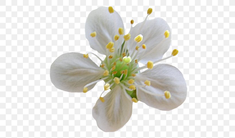 Flower Tsvetushchiy Clip Art, PNG, 500x483px, Flower, Apples, Blossom, Branch, Cerasus Download Free
